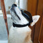 Pet Glasses Dog Sunglasses Law