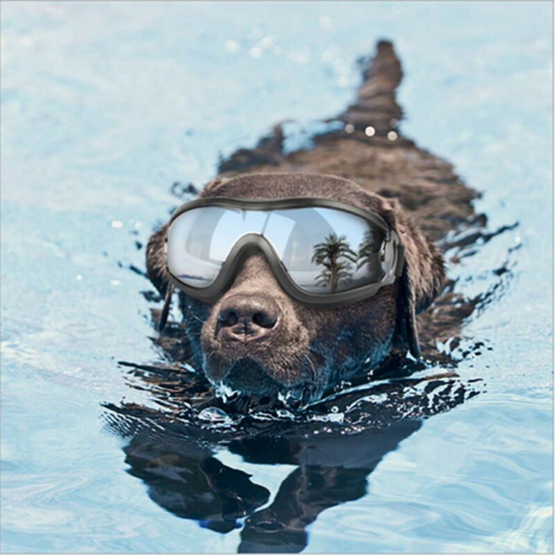 Pet Glasses Dog Sunglasses Law