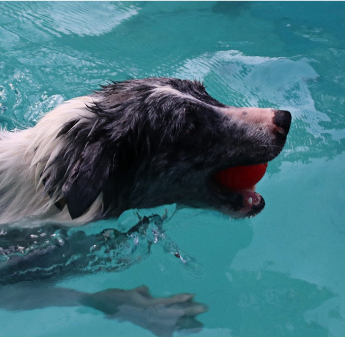Pet Dog Bouncy Ball, Bite-resistant Solid Ball, Rubber Bite Main image