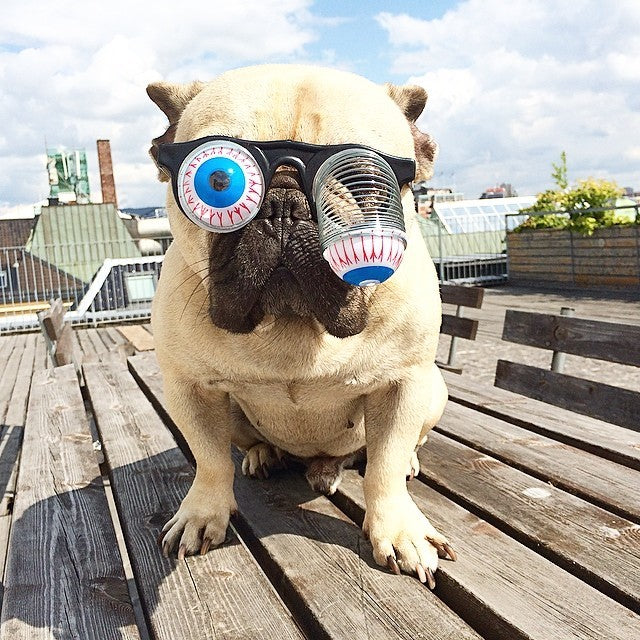 Pet Funny Glasses Props Spring Glasses Main image