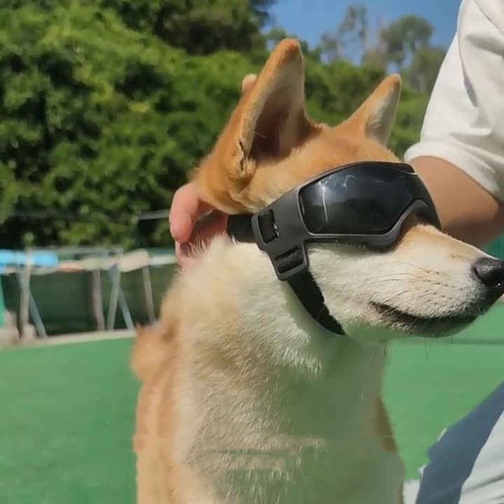 Pet And Dog UV Protective Goggles Main image
