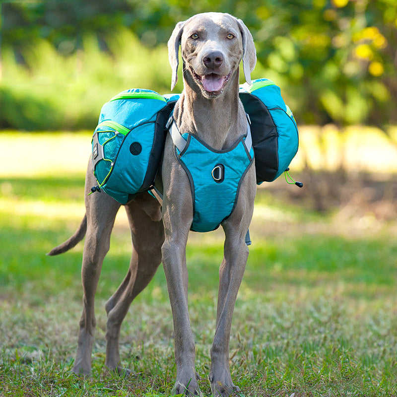 Pet self backpack Secondary image