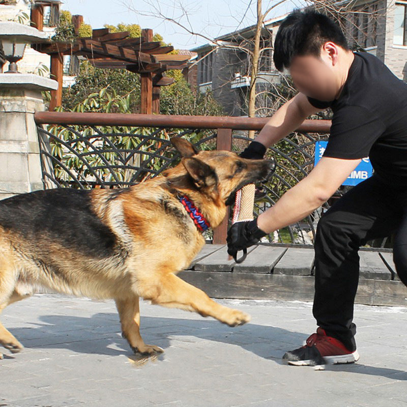 Biting Dog Training Professional Working Dog Main image