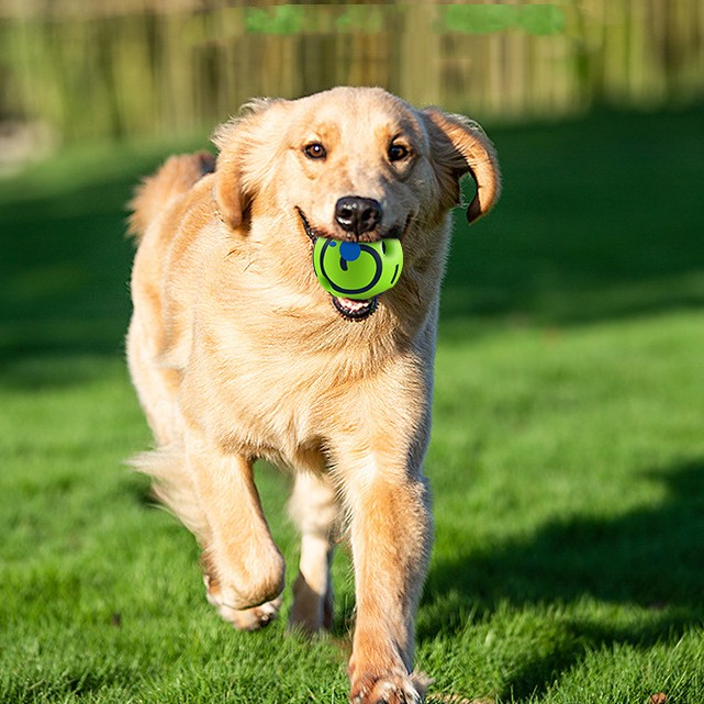 Dog Toy Anti-stuffy Gadget Bite-resistant Main image