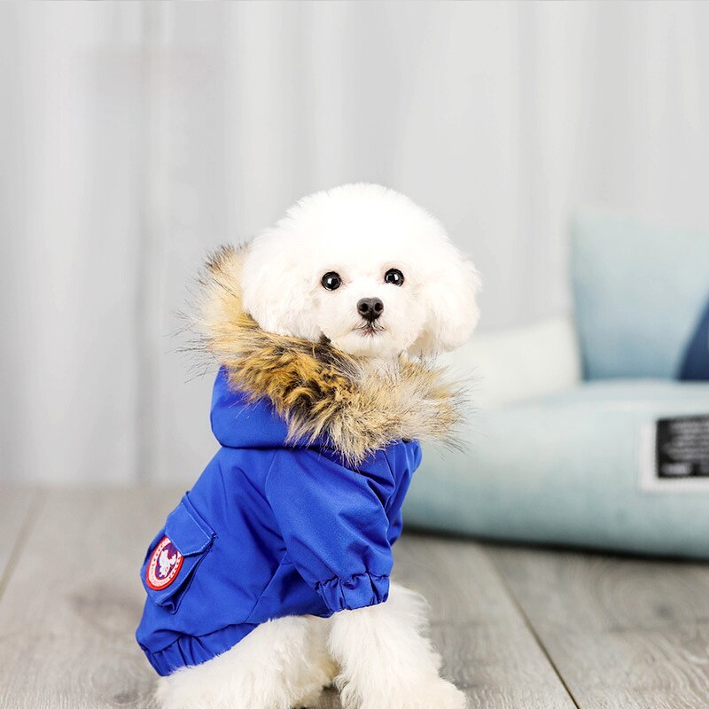 Pet dog clothes wool hat clothes cotton clothes Main image