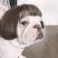 Wig Pretty Pet Head