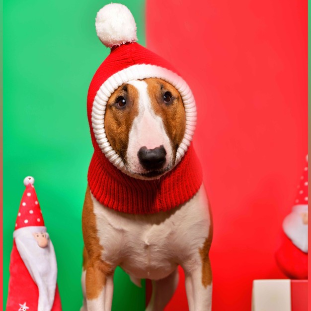 Fashion Simple Pet Main image
