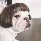 Wig Pretty Pet Head