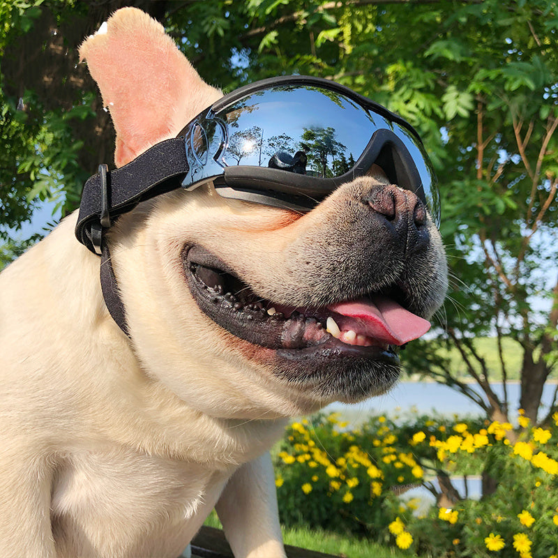 Pet Sunglasses Dog Windproof Glasses Accessories Goggles Main image