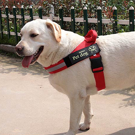 Dog Walking Chain Leash Main image