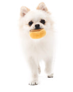 Mushroom Tibetan Food Vocal Toy Set Dog