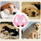 Dog Teething Toys Bunny Squeaky Pet
