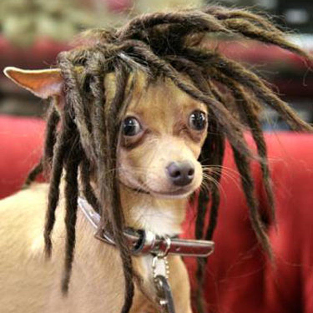 High Temperature Wire For Dogs Can Dye Wigs Main image