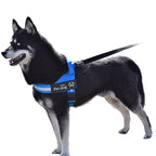 Dog Walking Chain Leash